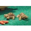 Terry & Jerry schildpadden                              , Dolls House Emporium, 9215