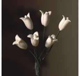 witte tulpen per 6                                     