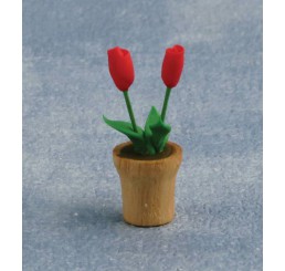 Rode tulpen in pot