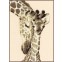 TP 2 Giraffen aida, Vervaco, PN-0012183