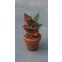 Coleus in pot                                               , Babette Miniatures, D87031