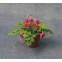 Fuchsia in pot                                             , Babette Miniatures, D87037
