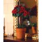 Rode plant in pot                            , Dolls House Emporium, 4367