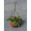 Fuchsia in hangende mand                       , Babette Miniatures, D87085