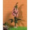 Wilde roze vingerhoedskruid                                         , Dolls House Emporium, 3843
