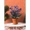 paarse plant in pot                        , Dolls House Emporium, 6498