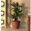 yucca plant in pot                            , Dolls House Emporium, 5627
