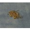 Messing spijkertjes, 100 stuks  5 a 6 mm                       , Babette Miniatures, DIY96804