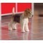 Tommy de Fox Terrier                               , Dolls House Emporium, 5013